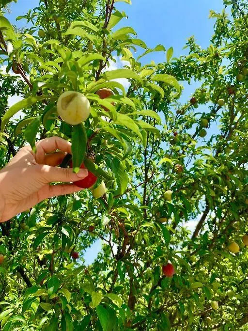 Zeytincik Ciftlik- 50 Doenuemluek Bahcedeki Tek Ev Villa Torbali Turkey